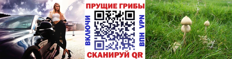 Псилоцибиновые грибы Magic Shrooms  купить наркотики сайты  гидра маркетплейс  Николаевск-на-Амуре 